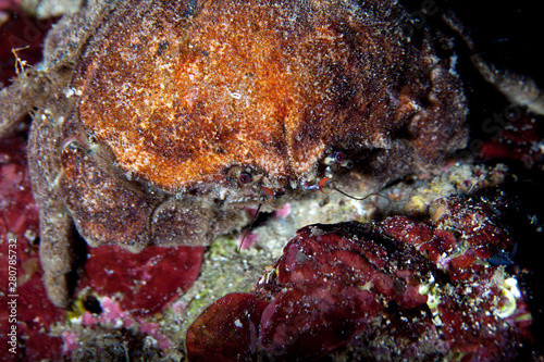 Dromia dormia  the sleepy sponge crab or common sponge crab