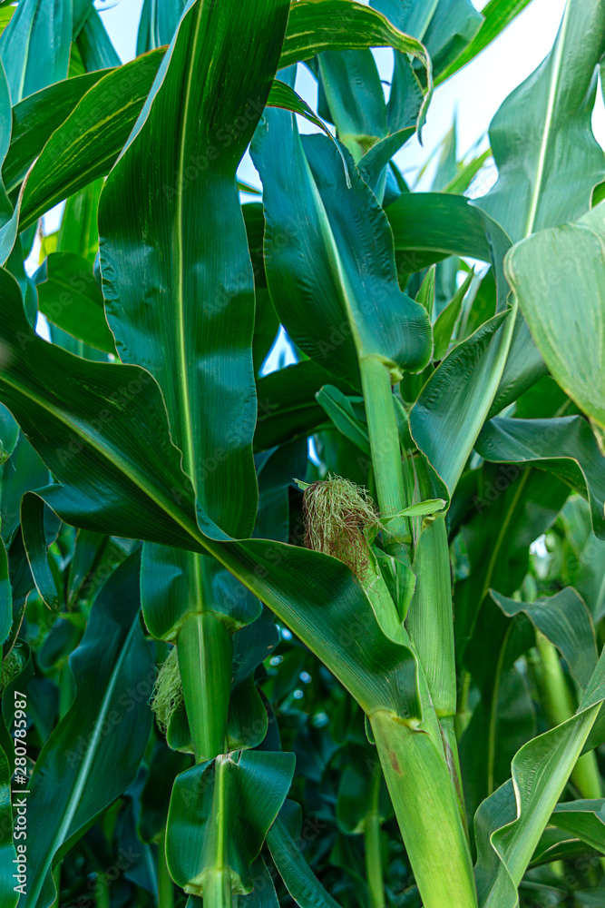 Corn field on a farm in summer, close up Corn field on a farm in summer, close up