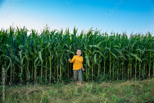  Little boy wearing yellow shirt walking across the field with corns