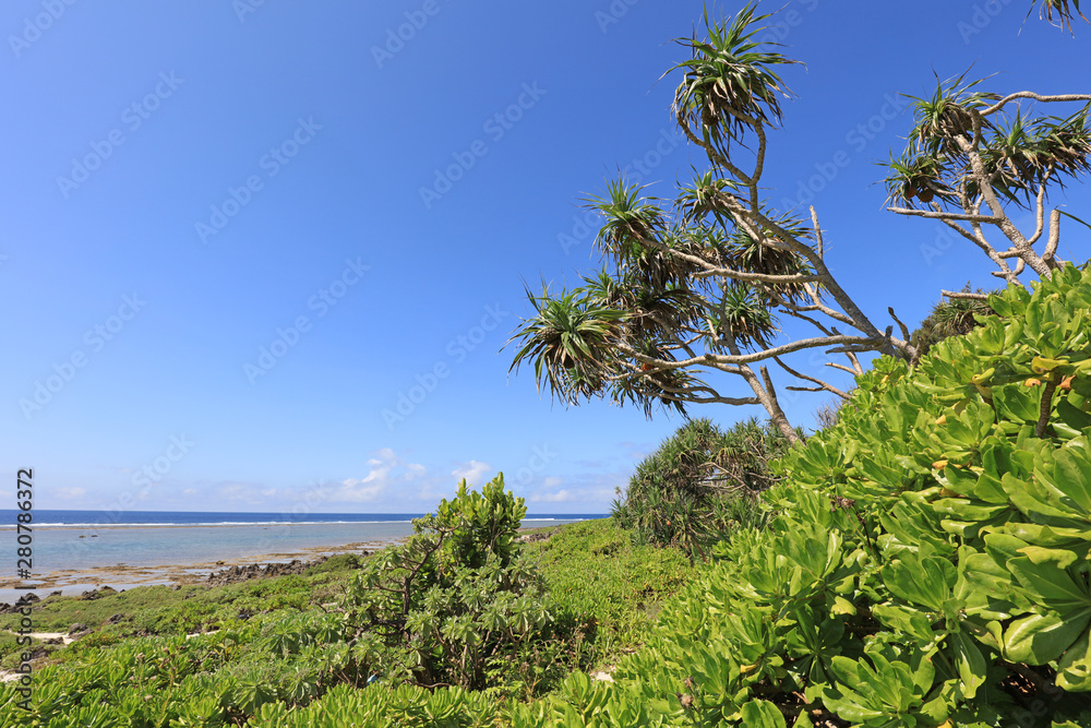 南国沖縄の紺碧の空と亜熱帯植物