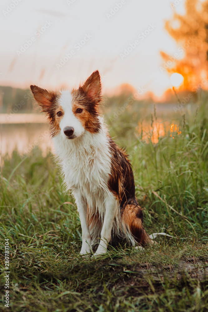 tricolor raw border collie after swimming portrait