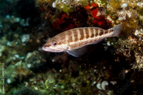 Fototapeta Naklejka Na Ścianę i Meble -  The comber ( Serranus cabrilla ) is a species of fish in the family Serranidae, Croatia