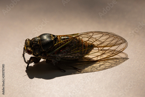 Cicada is a genus of old world cicadas in the family Cicadidae, and the only member of the tribe Cicadini.	 photo