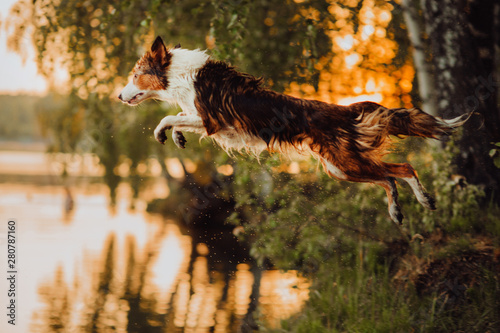 three-color border collie jumps into the lake at sunset