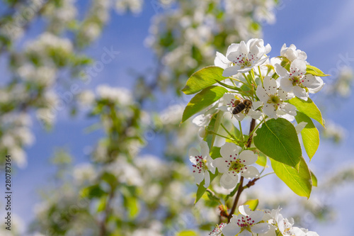 Bee collects nectar from white flowers of pear tree in late spring