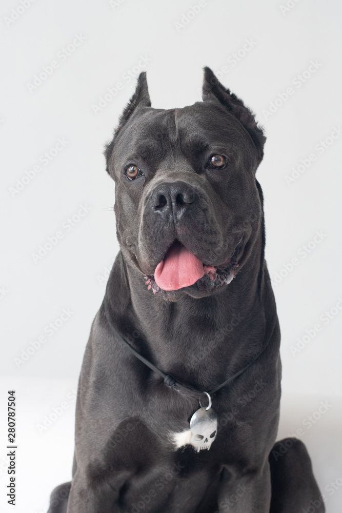 Cane corso italiano closeup portrait at white studio