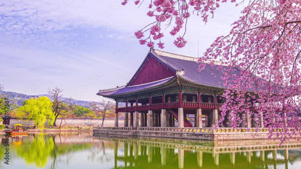 Time lapse of Gyeongbokgung palace and Cherry blossom in spring, Seoul in South Korea. Time lapse of Gyeongbokgung palace and Cherry blossom in spring, Seoul in South Korea.