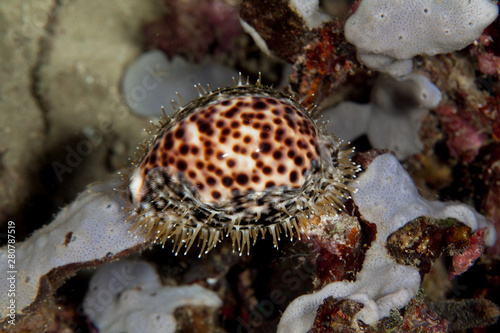 Cypraea tigris, Tiger cowrie