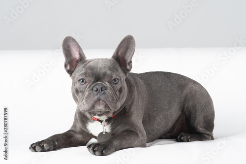 French bulldog portrait in studio lying down on white sofa