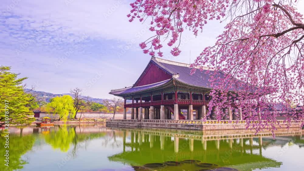 Time lapse of Gyeongbokgung palace and Cherry blossom in spring, Seoul in South Korea. Time lapse of Gyeongbokgung palace and Cherry blossom in spring, Seoul in South Korea.