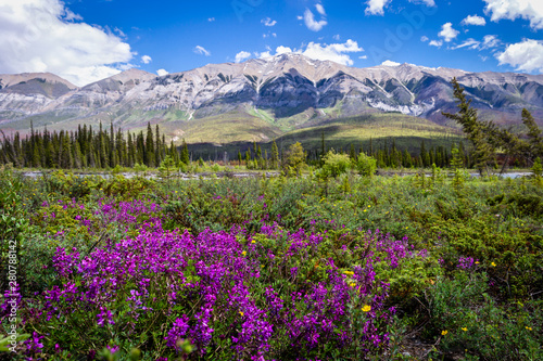 purple flowers blooming in front of beautiful mountains.
