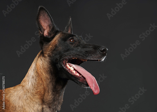 Malinois, Belgischer Schäferhund, Portrait im Studio, Kopf im Profil © Holger T.K.