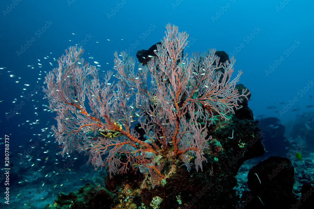 Fototapeta premium Coral fan on a rock