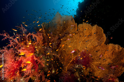 Fototapeta Naklejka Na Ścianę i Meble -  Gorgonia Soft Coral