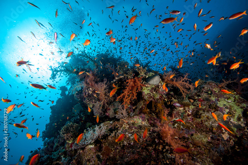 Underwater Life at a reef © GeraldRobertFischer