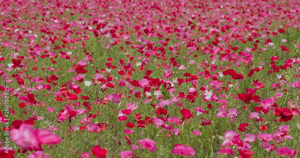 Beautiful Pink Poppy flower field garden Beautiful Pink Poppy flower field garden