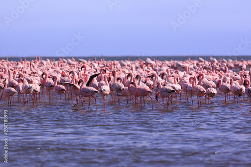A Flamboyance of Flamingoes in Swakopmund, Namibia