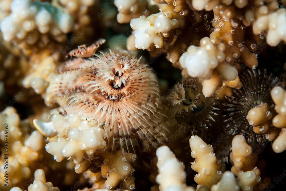 Spirobranchus giganteus, commonly known as Christmas tree worms Stock
