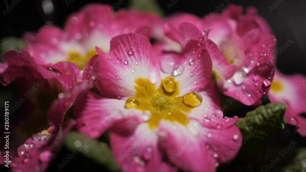 Macro shot of Pink primrose flower with water drops. Dew drops falling on flower petals. Raindrops falling off a flower close up. Purple flower petals with water drops on it. Slow motion.