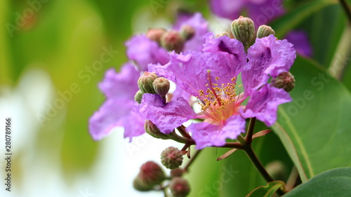 Closeup Queen s Flower or Inthanin flower in Thailand and Lagerstroemia speciosa  L.  Pers . Queen s crape myrtle  Pride of India  Jarul  Pyinma  Lagerstroemia