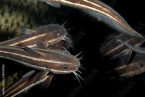 Striped eel catfish  Plotosus lineatus