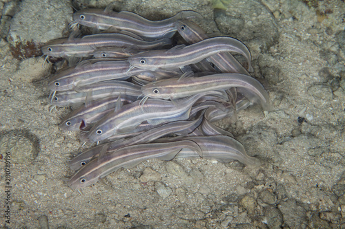 Plotosus lineatus, common name striped eel catfish photo