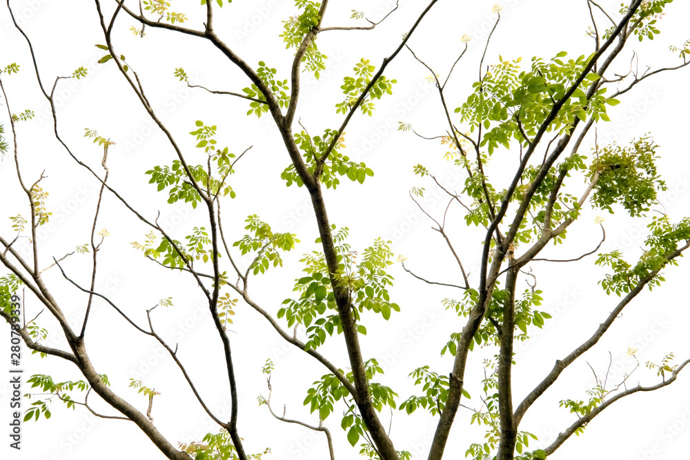 Fototapeta premium Green leaves and branches in spring, isolated on white