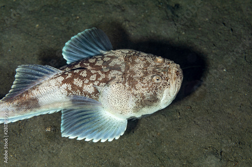 Fotografia, Obraz Whitemargin stargazer is a fish of family Uranoscopidae, widespread in the Indop