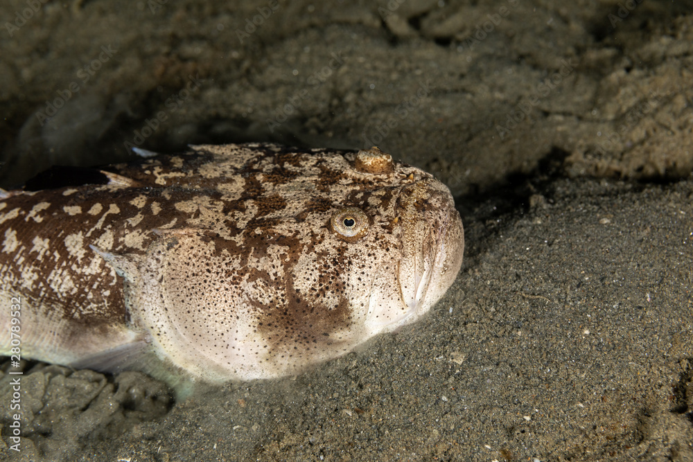 Whitemargin stargazer is a fish of family Uranoscopidae, widespread in the Indopacific: Red Sea, Indonesia, Fiji, Samoa, and Tonga, Uranoscopus sulphureus