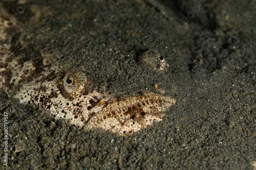 Whitemargin stargazer is a fish of family Uranoscopidae  widespread in the Indopacific  Red Sea  Indonesia  Fiji  Samoa  and Tonga  Uranoscopus sulphureus