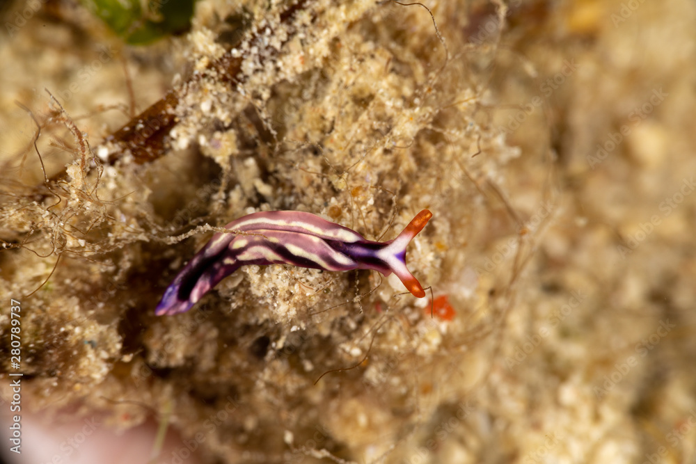 White-spotted Thuridilla, thuridilla albopustulosa, is a genus of sacoglossan sea slugs, shell-less marine opisthobranch gastropod mollusks in the family Plakobranchidae