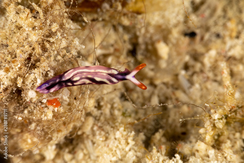 White-spotted Thuridilla, thuridilla albopustulosa, is a genus of sacoglossan sea slugs, shell-less marine opisthobranch gastropod mollusks in the family Plakobranchidae photo