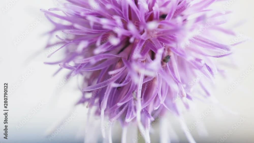 Thistle flower macro shot with insects messing about in it. Selective focus.