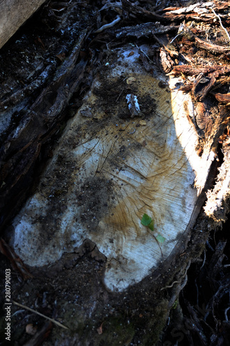 visage forestier