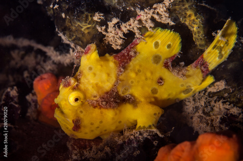 Yellow Warty frogfish (Clown frogfish) - Antennarius maculatus photo