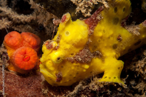 Yellow Warty frogfish (Clown frogfish) - Antennarius maculatus photo