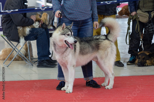 Purebred dog breed husky dog show. Animals photo