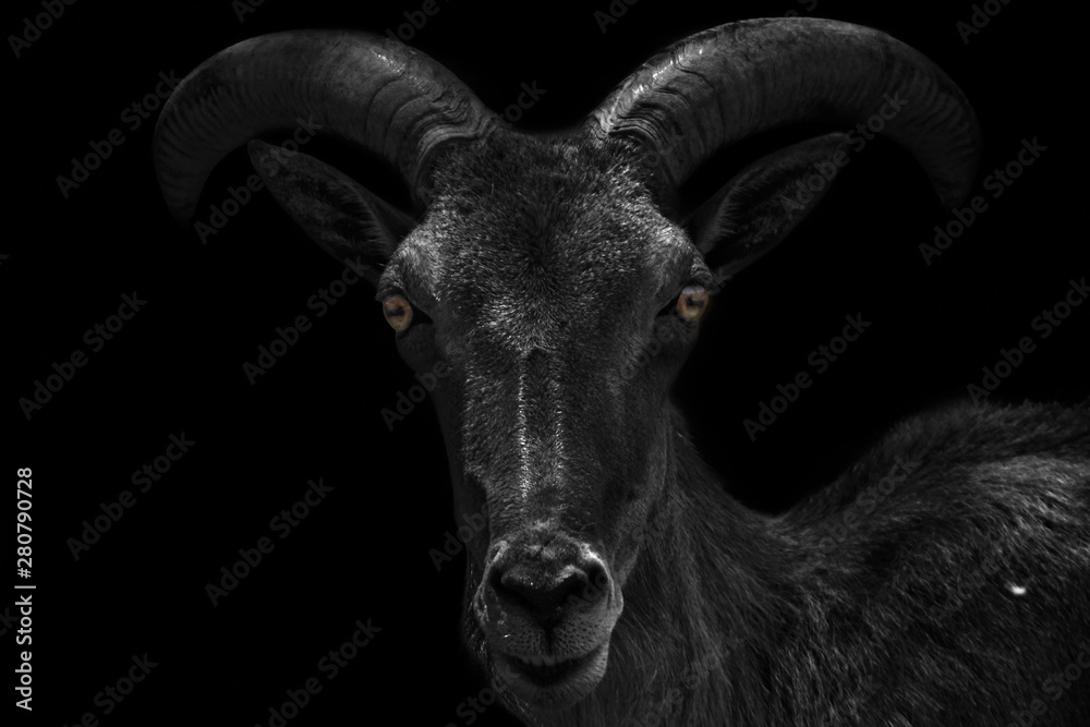 Close-up portrait of a very dark and scary looking capricorn isolated on black background (Capricornus)