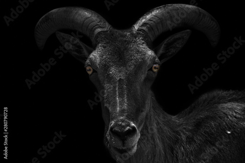 Fototapete Close-up portrait of a very dark and scary looking capricorn isolated on black b