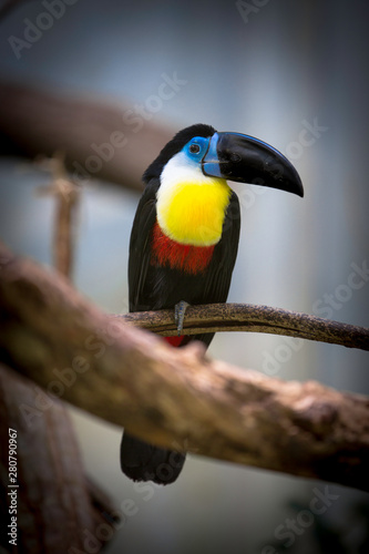 Toucan at the zoo