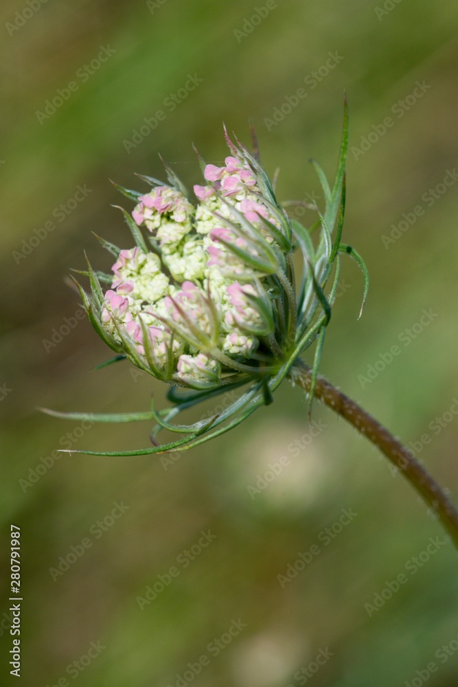 Wild Carrot (Dakus carota) used to reliably stop the diarrhea. The root