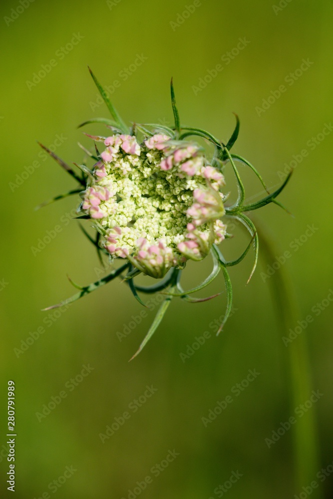 Foto Stock Wild Carrot (Dakus carota) used to reliably stop the