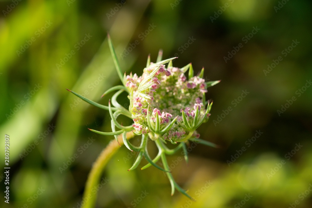 Wild Carrot (Dakus carota) used to reliably stop the diarrhea. The root