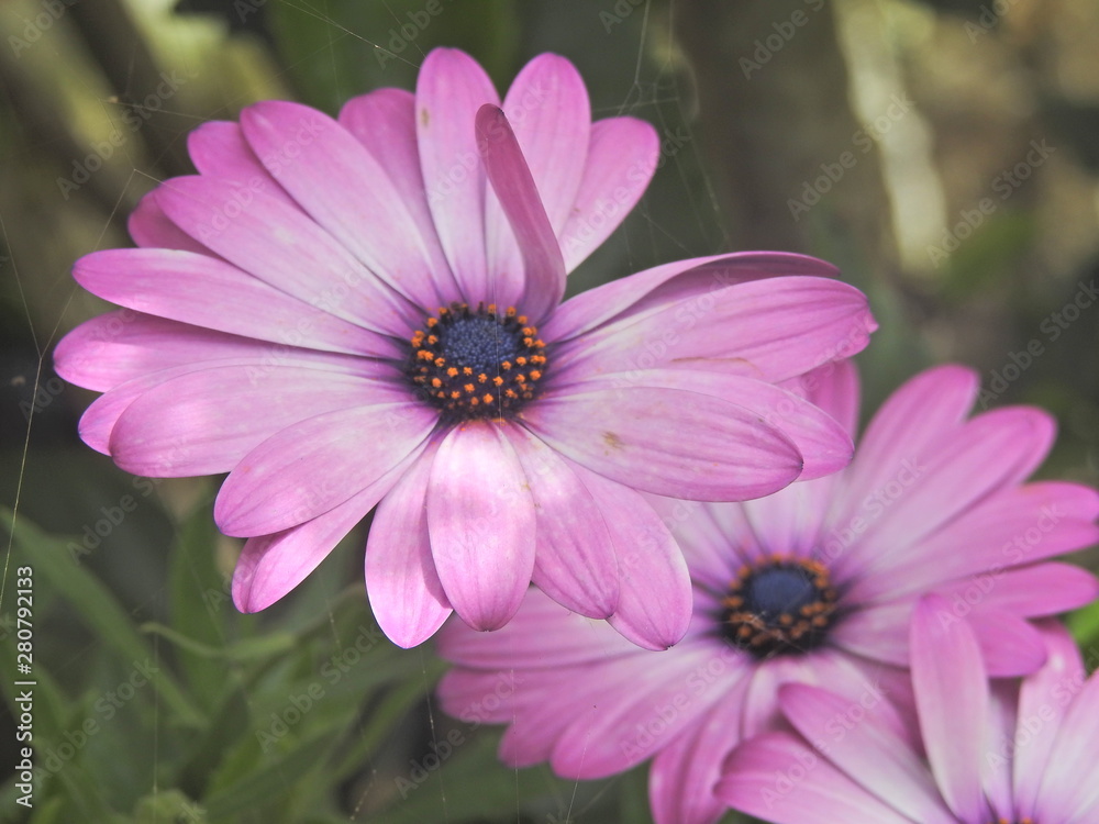 Obraz premium Flowers