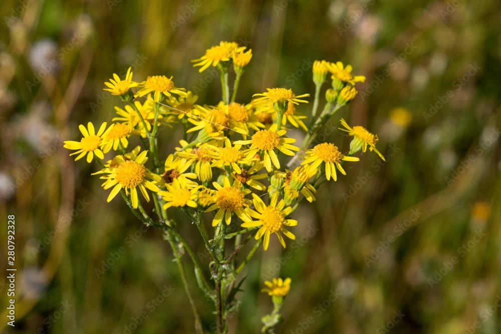 Tansy: Flower with a strong smell can ward off mosquitoes away from the table and aphids from the garden Tansy: Flower with a strong smell can ward off mosquitoes away from the table and aphids from the garden
