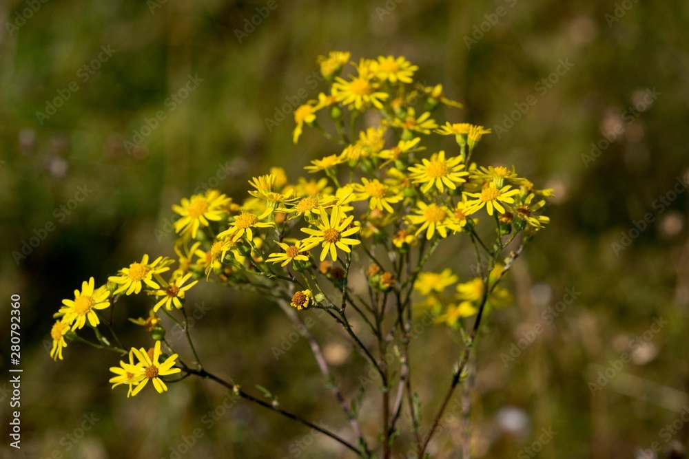 Tansy: Flower with a strong smell can ward off mosquitoes away from the table and aphids from the garden Tansy: Flower with a strong smell can ward off mosquitoes away from the table and aphids from the garden