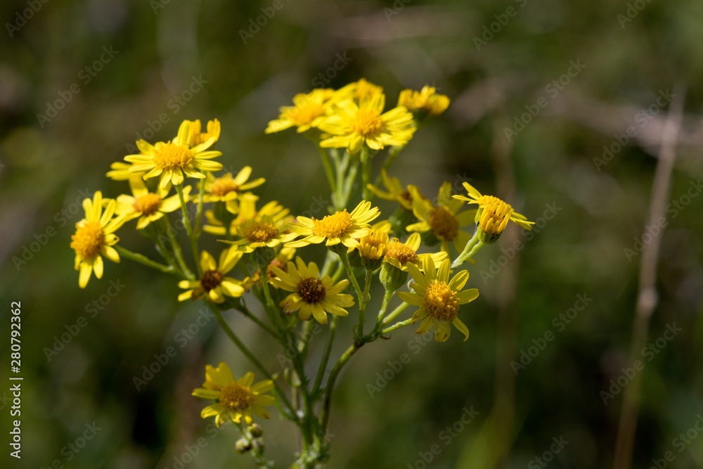 Tansy: Flower with a strong smell can ward off mosquitoes away from the table and aphids from the garden Tansy: Flower with a strong smell can ward off mosquitoes away from the table and aphids from the garden