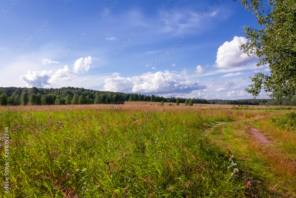 Summer meadow landscape with green grass and wild flowers on the background of a forest.