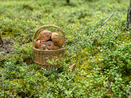autumn is the time of mushroom gathering. Wicker basket with mushrooms on a forest background  Latvia