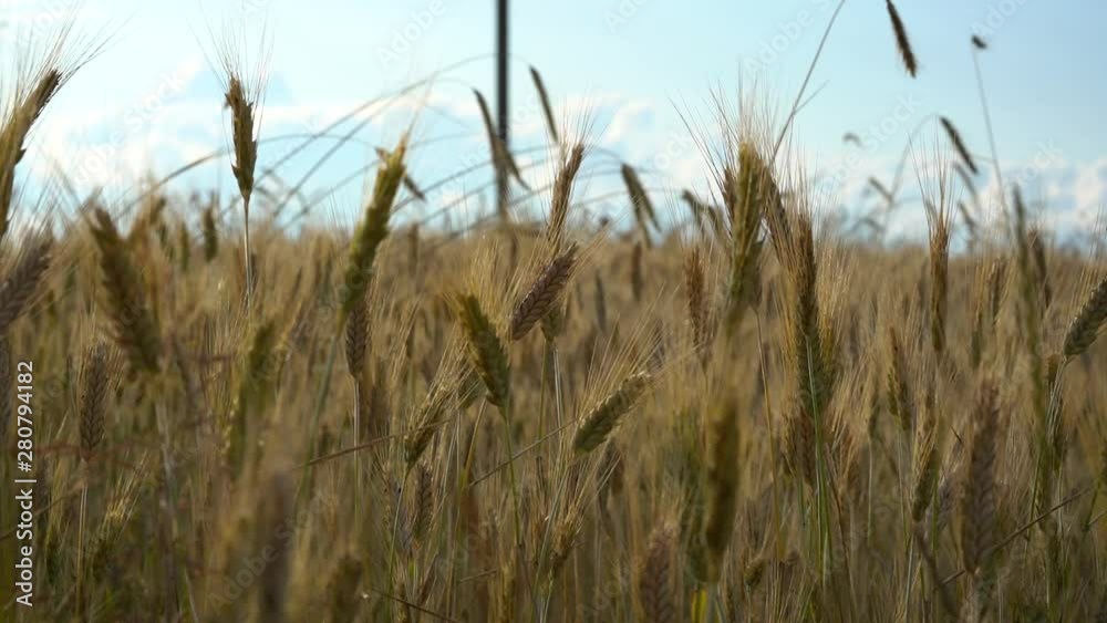 Spikelets of Golden wheat swaying in the light wind on a summer day in the field. Spikelets of Golden wheat swaying in the light wind on a summer day in the field.